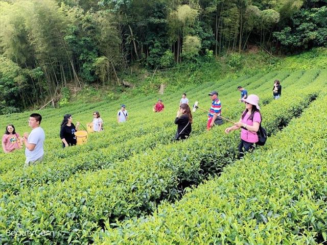 茶製品-茶 產品圖片（圖片編號 906386）