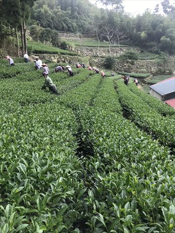 茶製品-茶 產品圖片（圖片編號 906387）