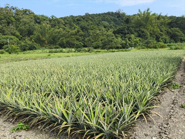 鳳梨 產品圖片（圖片編號 907326）
