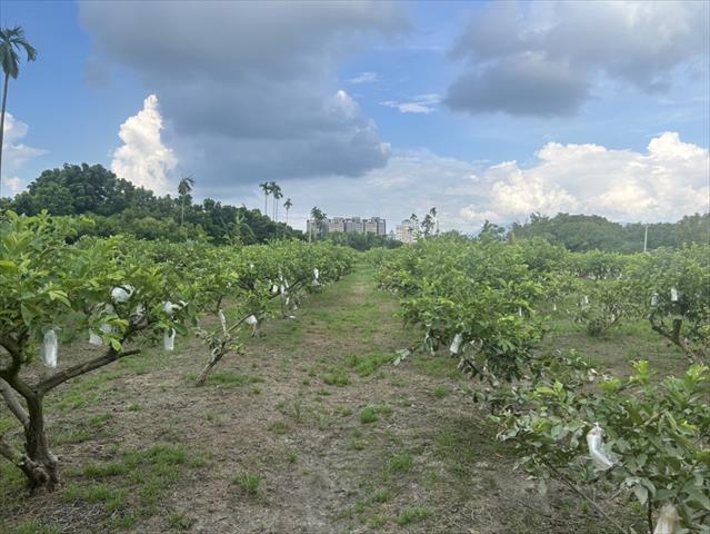 番石榴(芭樂) 產品圖片（產品編號 666716）