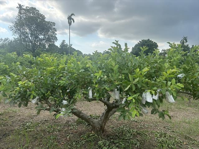 番石榴(芭樂) 產品圖片（圖片編號 907711）