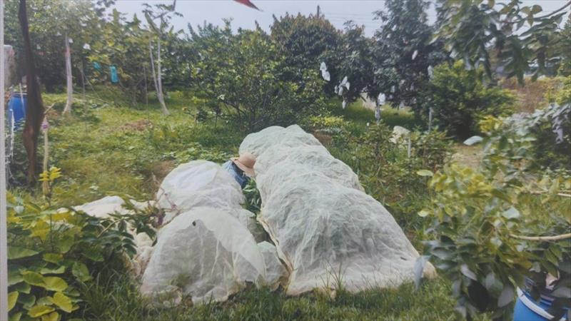 芒果 產品圖片（產品編號 666788）