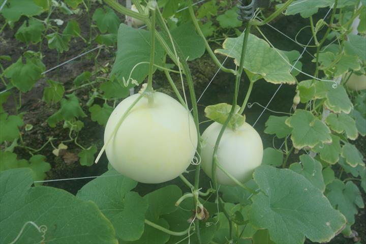 香瓜(美濃瓜) 產品圖片（圖片編號 90806）