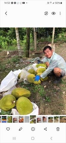 波羅蜜 產品圖片（圖片編號 908076）