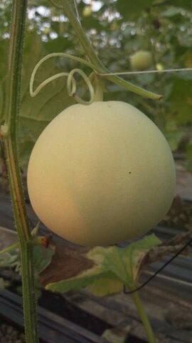 香瓜(美濃瓜) 產品圖片（產品編號 51000）