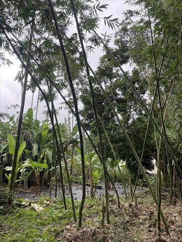 竹筍 產品圖片（圖片編號 908081）