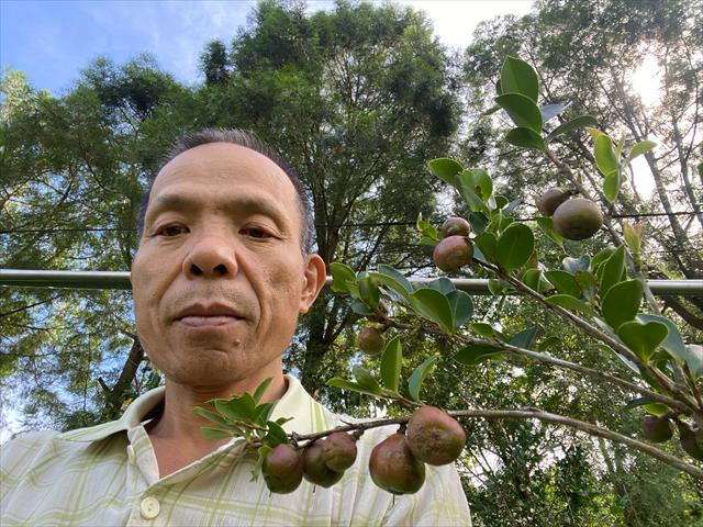 油茶 產品圖片（圖片編號 908101）