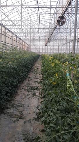 番茄(含小番茄) 產品圖片（產品編號 50999）