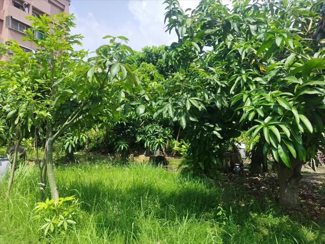 芒果 產品圖片（圖片編號 908663）