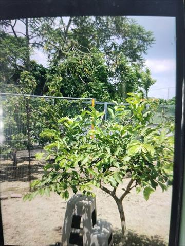 番石榴(芭樂) 產品圖片（產品編號 667742）