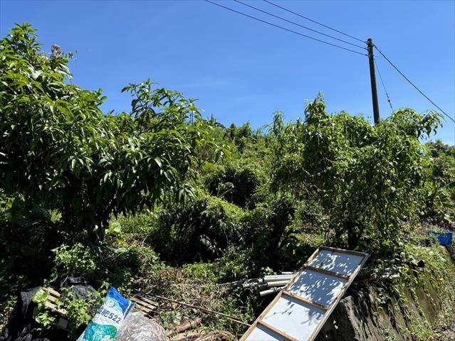 桃 產品圖片（圖片編號 909932）