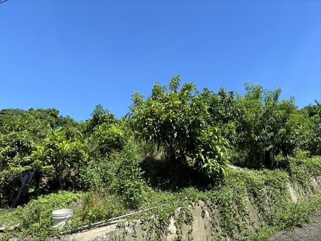 桃 產品圖片（圖片編號 909934）