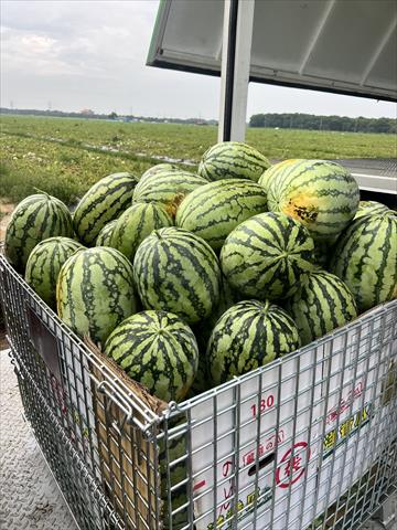 西瓜 產品圖片（圖片編號 910353）