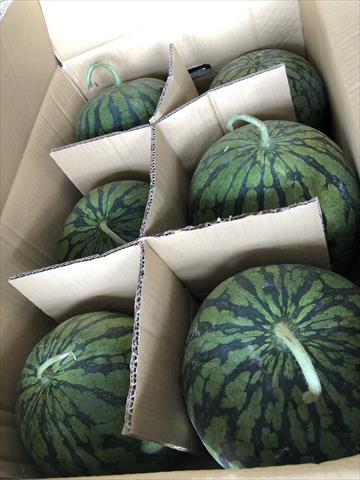 西瓜 產品圖片（產品編號 668352）