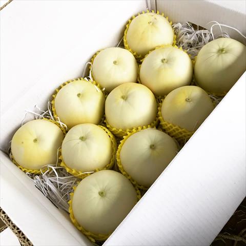 香瓜(美濃瓜) 產品圖片（產品編號 668353）