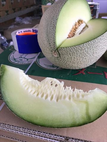 洋香瓜(哈蜜瓜) 產品圖片（圖片編號 910356）