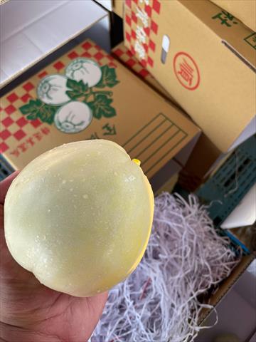 香瓜(美濃瓜) 產品圖片（圖片編號 910357）