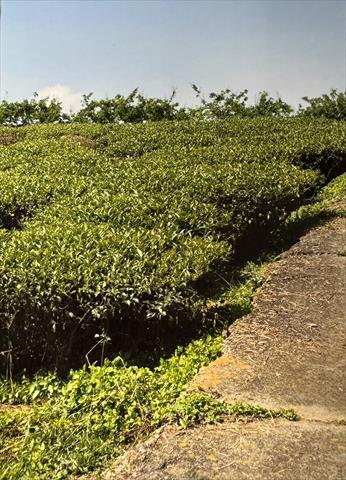 茶製品-茶 產品圖片（圖片編號 910363）