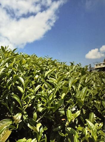 茶製品-茶 產品圖片（圖片編號 910364）