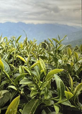 茶製品-茶 產品圖片（圖片編號 910365）