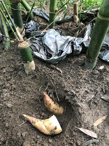 竹筍製品-即食竹筍 產品圖片（產品編號 650970）