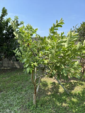 番石榴(芭樂) 產品圖片（產品編號 668669）