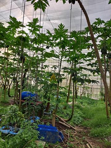 木瓜 產品圖片（圖片編號 911345）