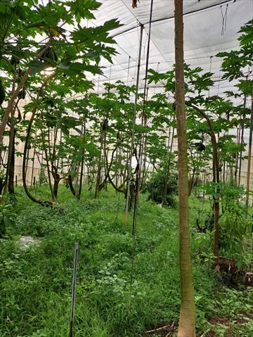 木瓜 產品圖片（圖片編號 911346）