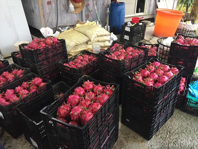 紅龍果 產品圖片（圖片編號 911359）