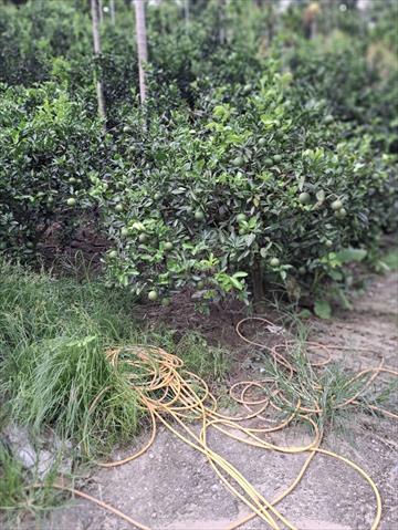 柳橙 產品圖片（圖片編號 911375）