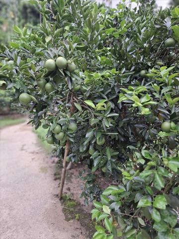 柳橙 產品圖片（產品編號 668981）