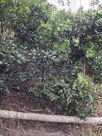 柳橙 產品圖片（圖片編號 911377）