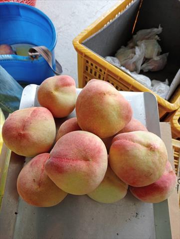 桃 產品圖片（產品編號 668985）