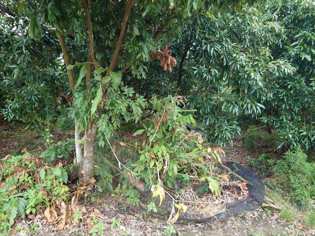 荔枝 產品圖片（圖片編號 911401）