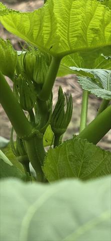 黃秋葵(羊角豆,秋葵) 產品圖片（圖片編號 911898）