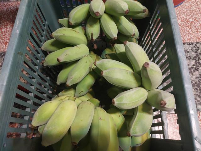 芭蕉 產品圖片（產品編號 669398）