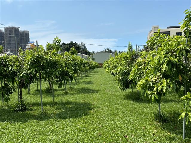 黃金果(黃晶果,加蜜蛋黃果,蜜蛋黃果) 產品圖片（圖片編號 912920）