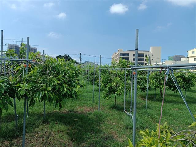 黃金果(黃晶果,加蜜蛋黃果,蜜蛋黃果) 產品圖片（圖片編號 913012）