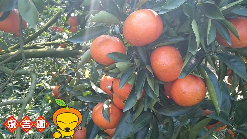 佛利蒙柑 產品圖片（圖片編號 913130）