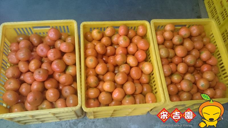佛利蒙柑 產品圖片（圖片編號 913132）