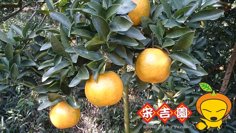 椪柑 產品圖片（圖片編號 913133）