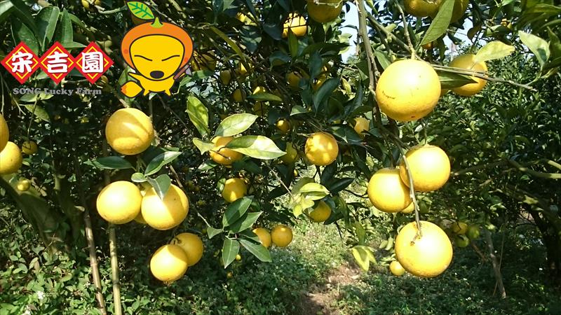 柳橙 產品圖片（圖片編號 913138）