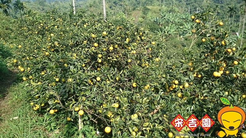 柳橙 產品圖片（圖片編號 913139）