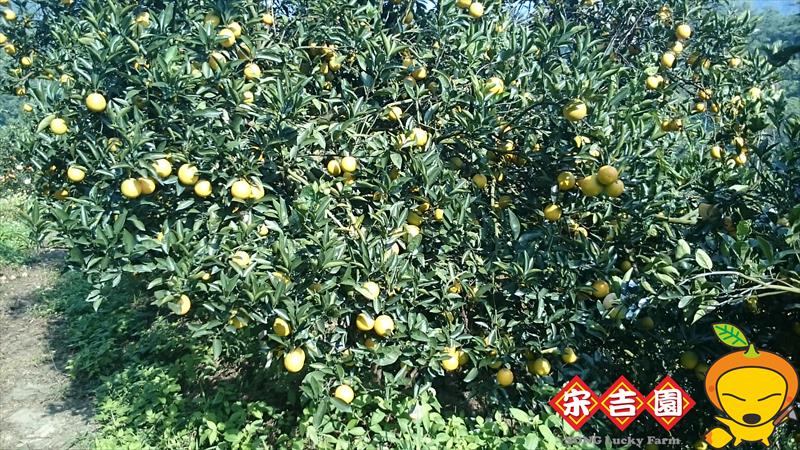 柳橙 產品圖片（圖片編號 913140）