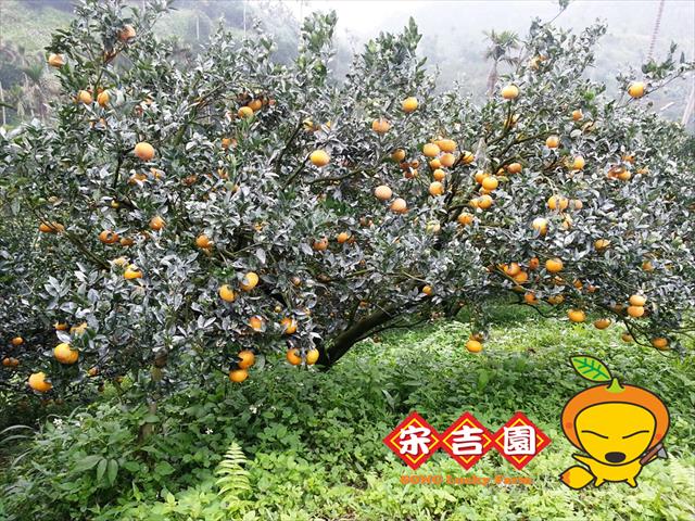 茂谷柑 產品圖片（圖片編號 913141）