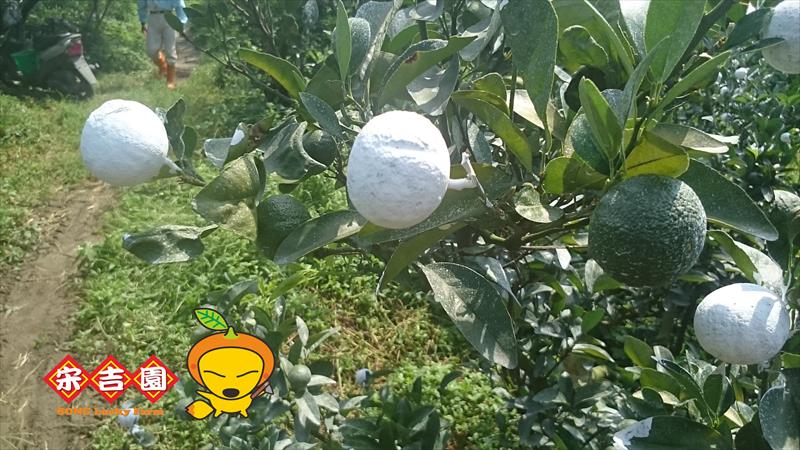 茂谷柑 產品圖片（圖片編號 913142）
