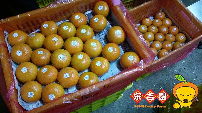 茂谷柑 產品圖片（圖片編號 913144）