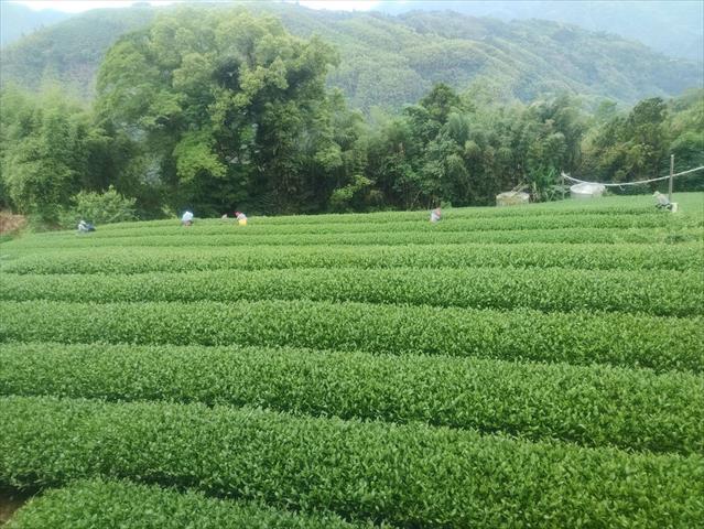 茶製品-茶 產品圖片（圖片編號 913183）