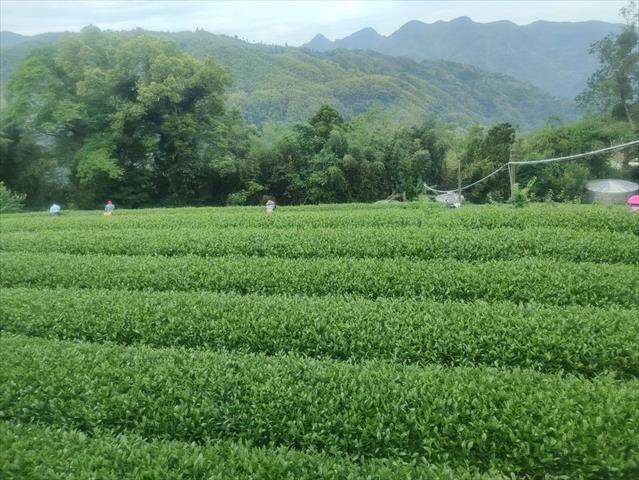 茶製品-茶 產品圖片（產品編號 669863）