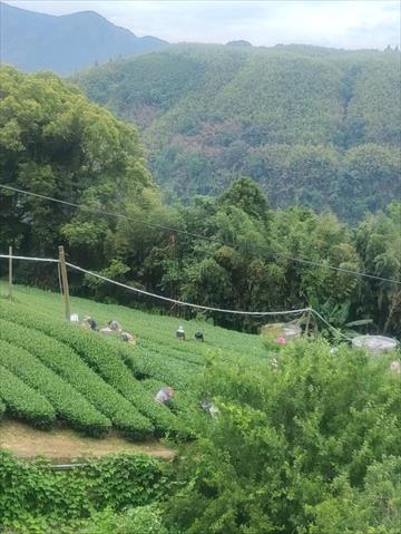 茶製品-茶 產品圖片（圖片編號 913187）